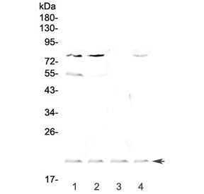 Cd59 Antibody