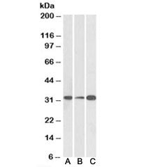 EB3 Antibody