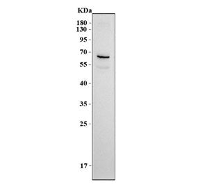 Western blot testing of human SH-SY5Y cell lysate with NPFF2 Receptor antibody. Predicted molecular