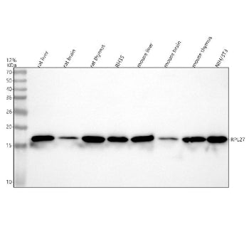 Western blot analysis of RPL27 using anti-RPL27 antibody. Lane 1: rat liver tissue lysates, Lane 2: