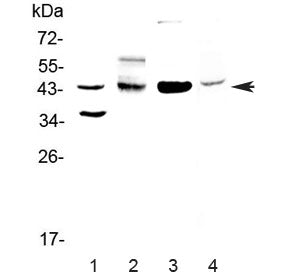 CD200 Antibody