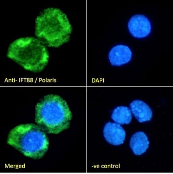 Immunofluorescent staining of fixed and permeabilized human HepG2 cells with ITF88 antibody (green)