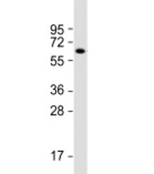 ZNF238 Antibody
