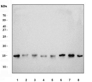 COX4I1 Antibody / COX IV-1
