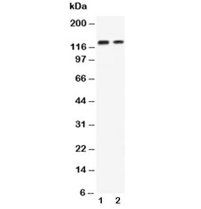 P-Cadherin Antibody