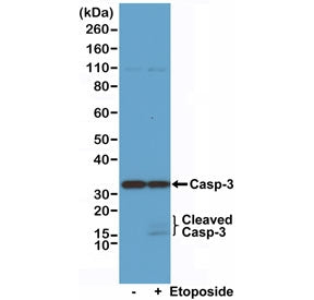 Caspase-3 Antibody