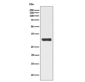 Phospho-RPA32 Antibody (pT21) / / Replication Protein A2