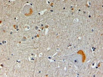 NOS1AP Antibody