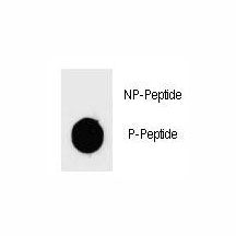 Phospho-BAD Antibody (pS97)