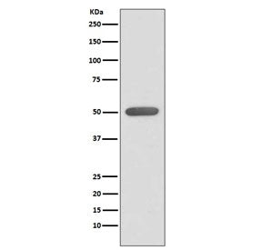 ESRRA Antibody / Estrogen-Related Receptor Alpha