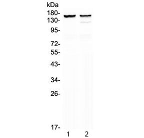 MYBPC3 Antibody