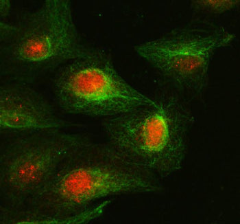 Immunofluorescent staining of FFPE human PC-3 cells with Cyclin A1 antibody (green) and DAPI nuclear