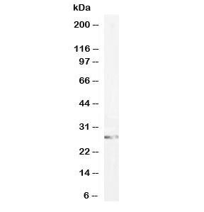 Western blot testing of human HeLa cell lysate with GSTM3 antibody at 0.1ug/ml. Predicted molecular