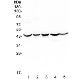 HMBS Antibody