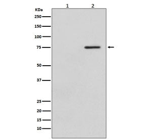 Phospho-Raf1 Antibody / c-Raf (pS621)