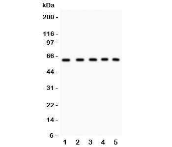 LKB1 Antibody