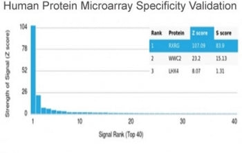 Analysis of HuProt(TM) microarray containing more than 19,000 full-length human proteins using RXRG