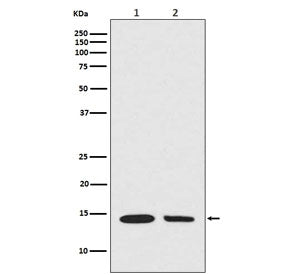Hydroxyl-Histone H2A Antibody (Tyr39)