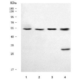 Western blot testing of human 1) HepG2, 2) K562, 3) 293T and 4) U-87 MG cell lysate with TRIM50 anti
