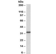 PCNA Antibody