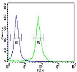 Pyruvate Kinase Antibody (PKM2)