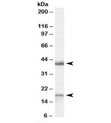 Ramp1 Antibody