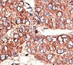 Megalin Antibody