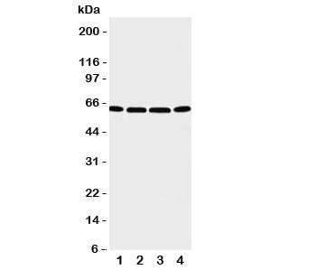 P2X6 Antibody