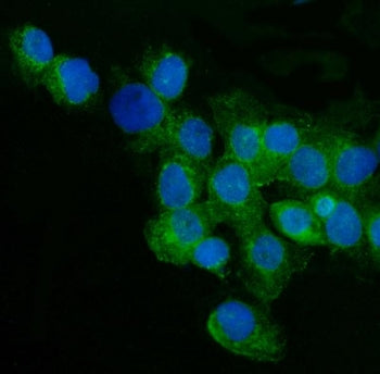 CD59 Antibody
