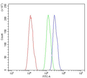 SOX3 Antibody