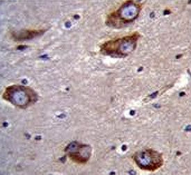 Brain-specific angiogenesis inhibitor 1 Antibody / BAI1