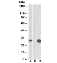 MID1IP1 Antibody