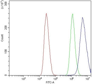 ZIC3 Antibody