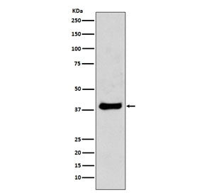 JUN Antibody