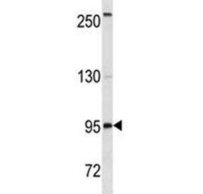 CD19 Antibody