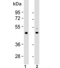 TPRA1 Antibody / Transmembrane protein adipocyte-associated 1
