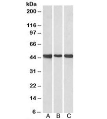 Prokineticin receptor 2 Antibody
