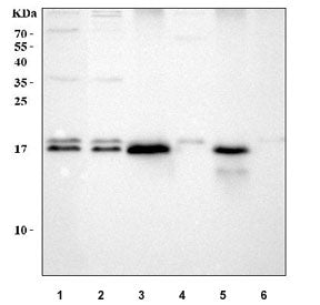 Western blot testing of 1) human HeLa, 2) human SH-SY5Y, 3) rat small intestine, 4) rat liver, 5) mo
