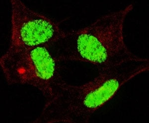 LIN28 Antibody (phospho-S134)