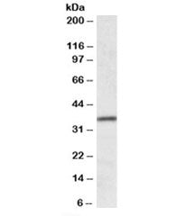 HOXA4 Antibody