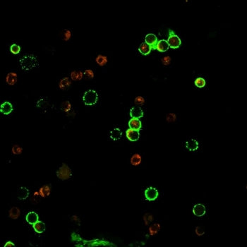 CD4 Antibody
