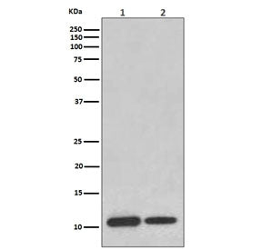 MIF Antibody / Macrophage migration inhibitory factor