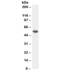 DUSP10 Antibody