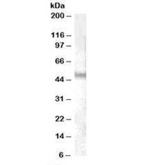 NPFFR1 Antibody
