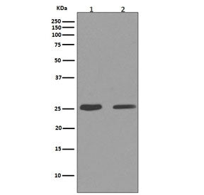 Western blot testing of mouse 1) RAW264 and 2) NIH3T3 cell lysate with Cleaved PARP antibody. Predic