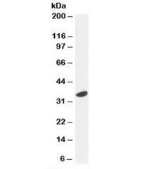 ATF7 Antibody