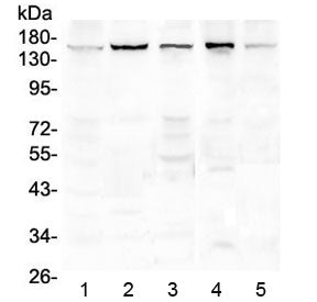 EEA1 Antibody