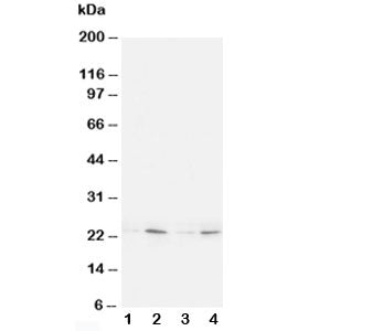 HMGB4 Antibody