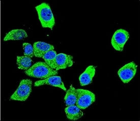 DJ-1 Antibody