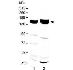 Xanthine Oxidase Antibody